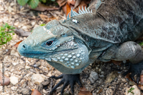 Obraz na płótnie Closeup of a Big Blue Iguana Looking at the Camera w salonie
