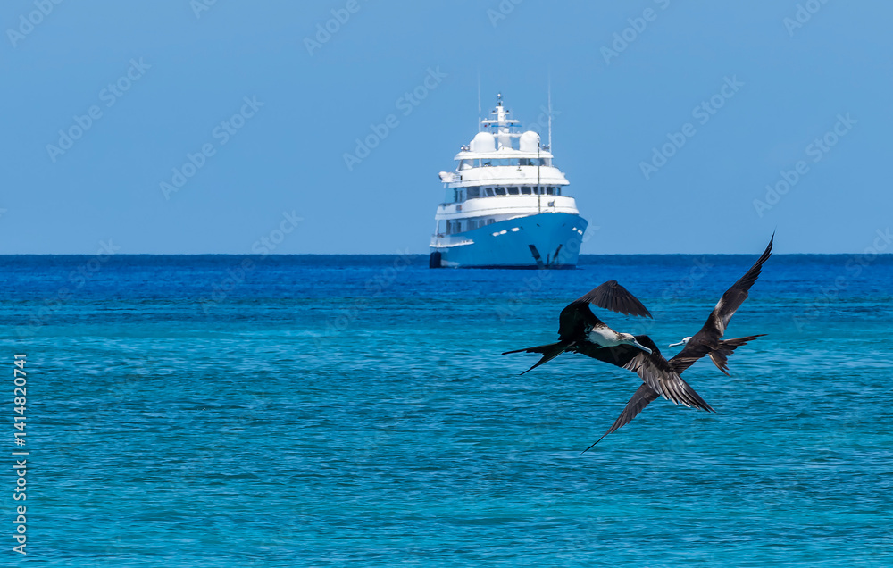 Two Female Frigate Birds Fighting in Mid-air in the Foreground and a White Yacht is Anchored in the Background