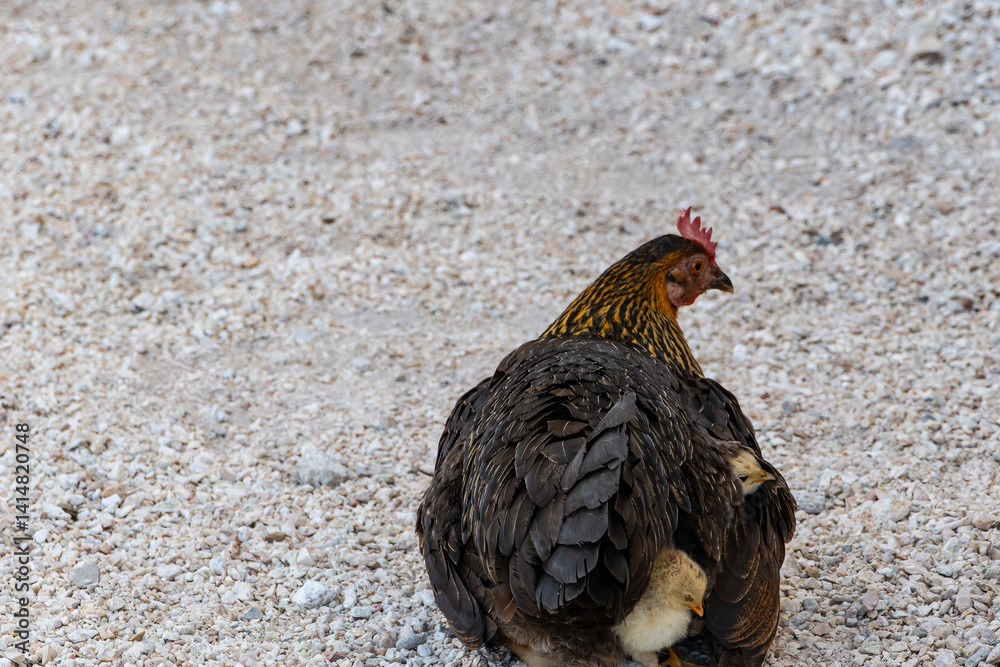 A Wild Hen Hides Her Small Chicks Under Her Feathers on the Side of the Road