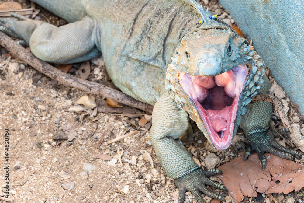 A Big Blue Iguana Yawning at the Camera