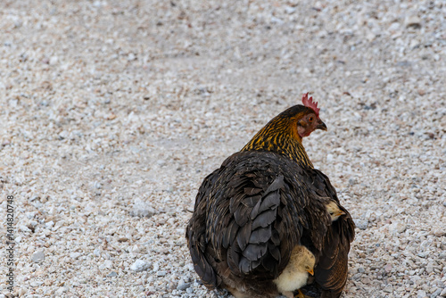 A Wild Hen Hides Her Small Chicks Under Her Feathers on the Side of the Road