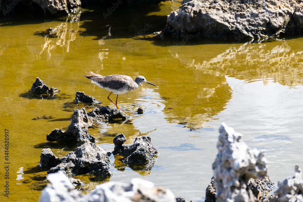 Greater Yellowlegs Bird Looking for a Snack in the Water of Hell in Grand Cayman Island
