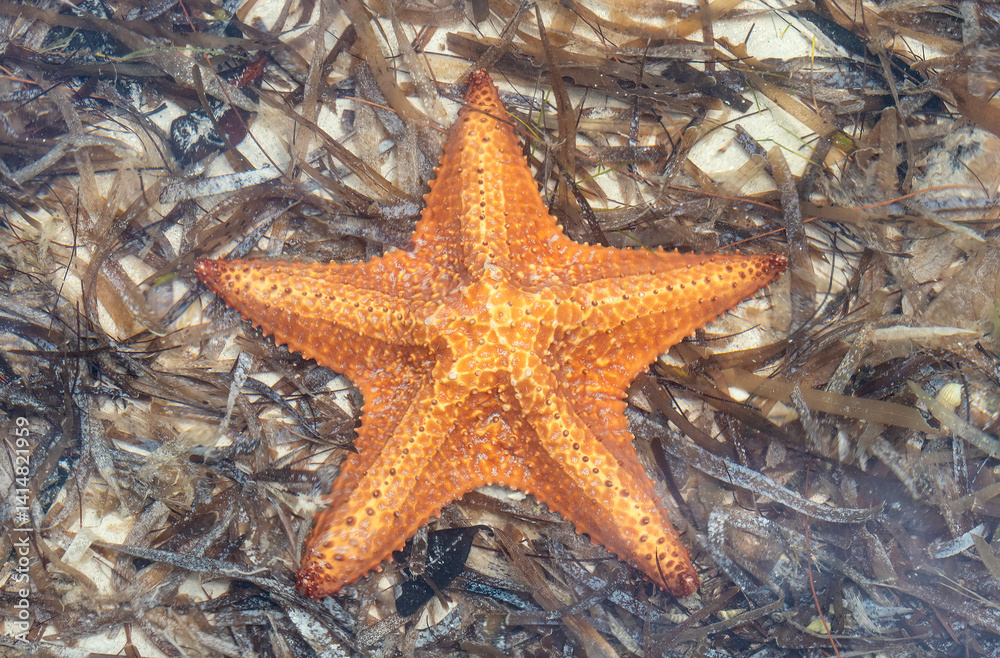 A Bright Orange Starfish Resting on Seaweed on the Bottom of the Caribbean Ocean