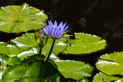 Single Violet Lotus Blooming in a Pond