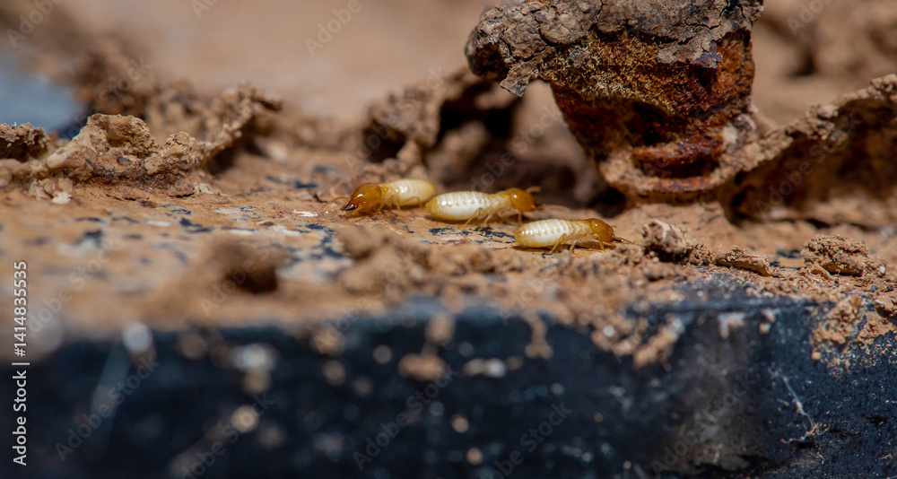 Close up of Termites Eating wood, (Termite damage house)
Close up of Termites Eating wood, (Termite damage house)