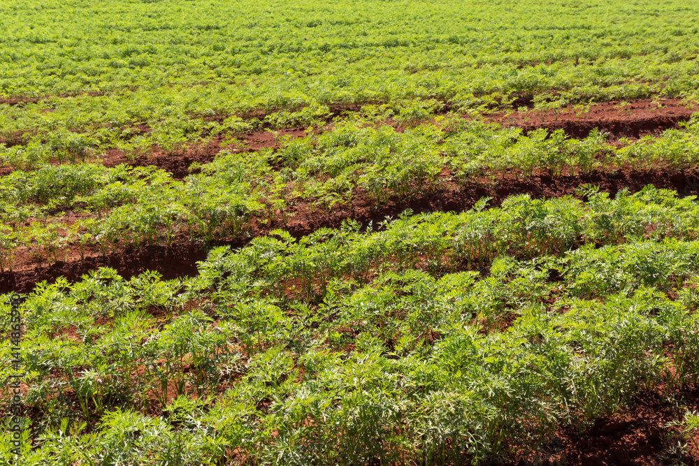 Agriculture, view of green carrot plantation . Agriculture, view of green carrot plantation .