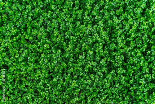 Carpet of green leaves  cover a meadow