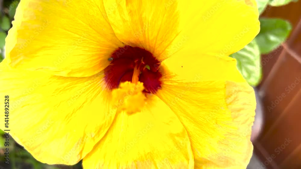 yellow flower of a poppy