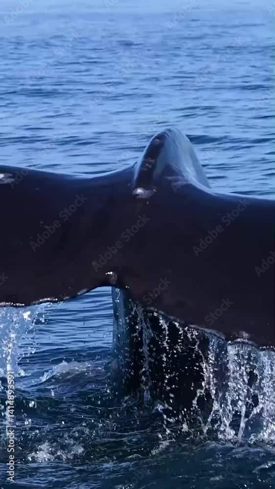 humpback whale tail in the ocean