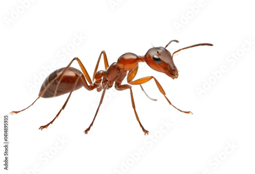 ant isolated on transparent background, cutout style