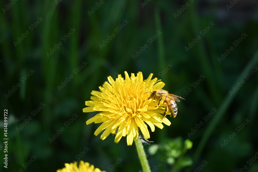Prato con fiore giallo Prato con fiore giallo