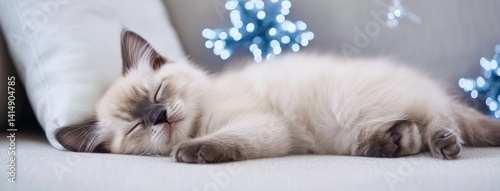 Soft white kitten peacefully sleeps on a cozy sofa bathed in gentle light, showcasing delicate features and fluffy fur