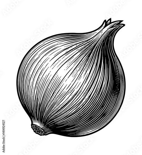 Detailed Engraved Onion Drawing in Black and White, Illustrative Food Graphic Close-Up