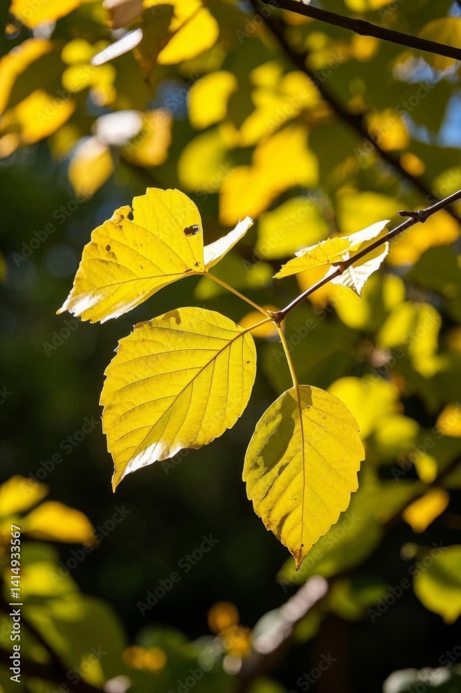 Obraz premium a close up of a leaf on a tree branch with a blue sky in the background