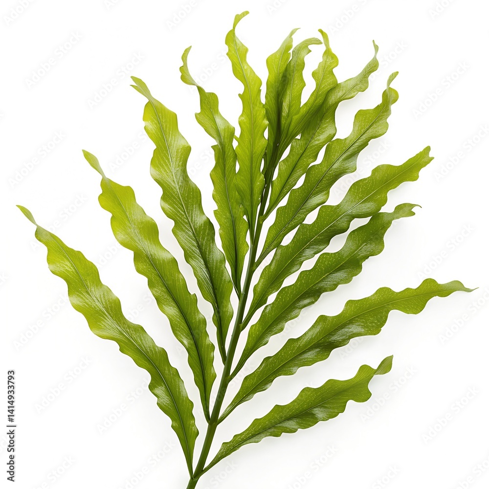 seaweed kelp plants isolated on white background