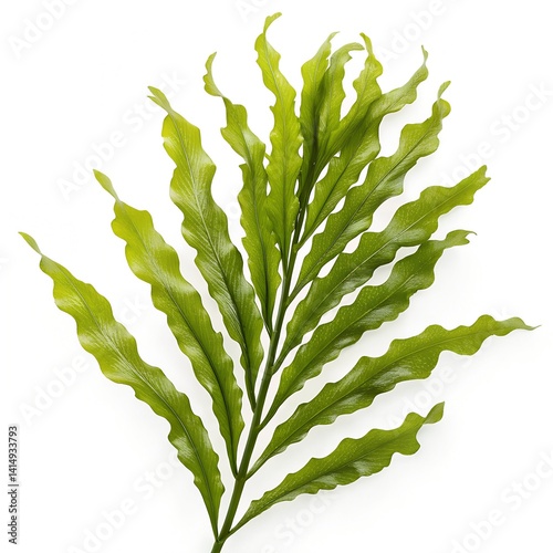 Obraz na płótnie seaweed kelp plants isolated on white background w salonie