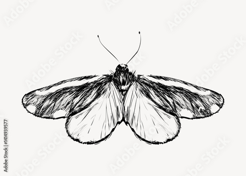Cinnabar moth animal illustration vector