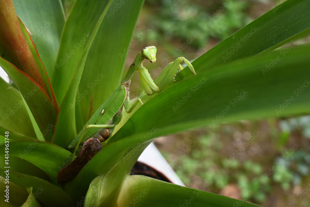 Fototapeta premium Splendida mantide religiosa verde tra con grandi occhi