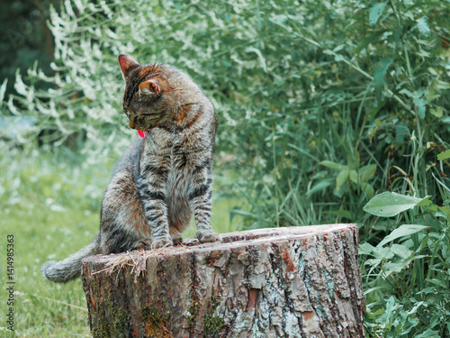 Obraz na płótnie Cute tabby cat is sitting on a tree stump. Green grass out of focus in the background. Home pet in rural country setting. Beautiful animal outdoor portrait. Cleaning time after meal. w salonie