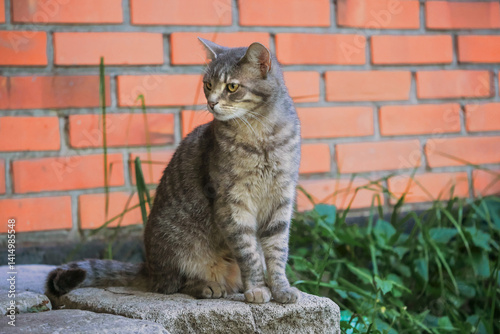 Obraz na płótnie Portrait of a cute tabby home cat sitting on a concrete block, red bricks house wall background. Relaxed pet enjoys fresh air and looking for adventure. w salonie