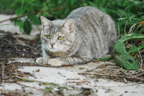 Photography A cat is sitting on the ground in a grassy area with cautious look