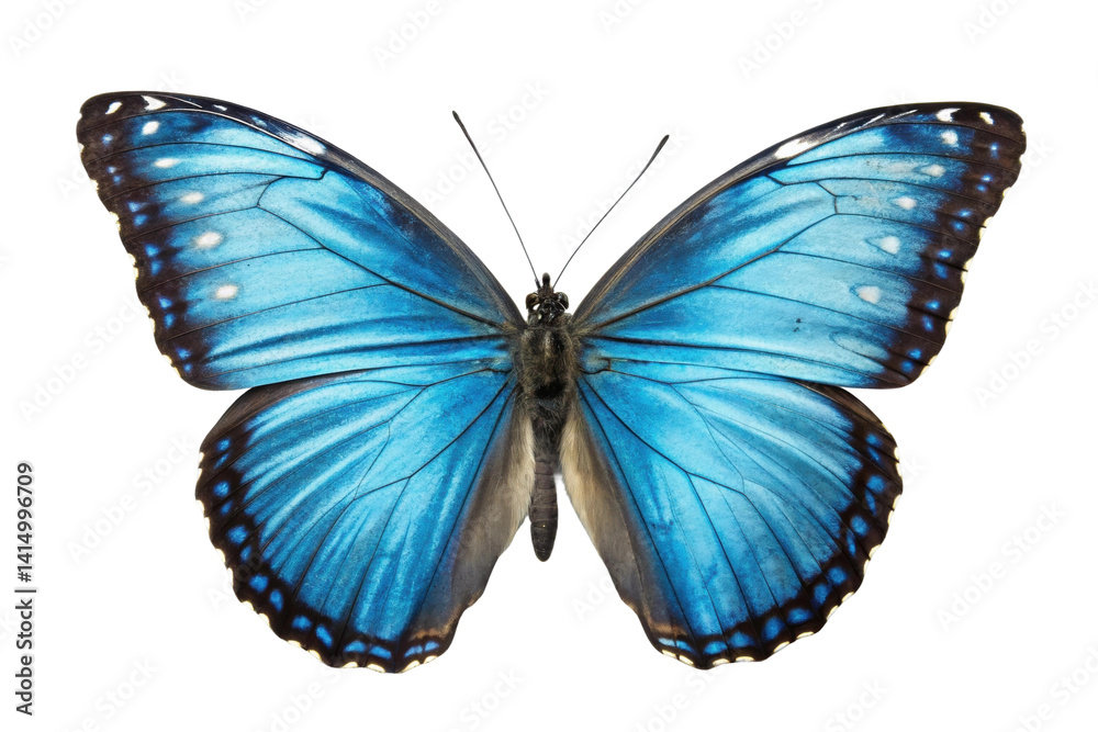 Fototapeta premium PNG Vibrant blue butterfly with outstretched wings displaying intricate patterns
