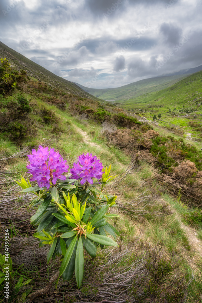 Closeup of vibrant purple rhododendron flowers set against a picturesque Silent Valley Reservoir that is surrounded by rolling hills of Mourn Mountains and a moody, dramatic sky, Northern Ireland