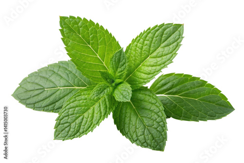 PNG Fresh green mint leaves with vibrant texture and detail