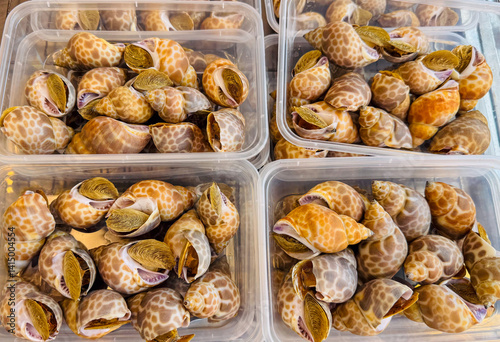 Fresh spotted Babylon snails (Babylonia areolata) packaged in clear plastic food containers at a local Asian seafood market