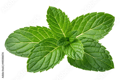 PNG Fresh green mint leaves displaying detailed vein patterns