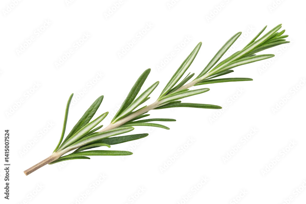 PNG Fresh green rosemary herb sprig on white PNG Fresh green rosemary herb sprig on white