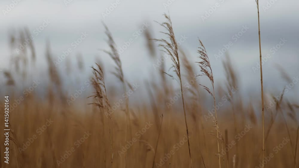 Close-up pan of field of brown reeds in foreground of cloudy sky Close-up pan of field of brown reeds in foreground of cloudy sky