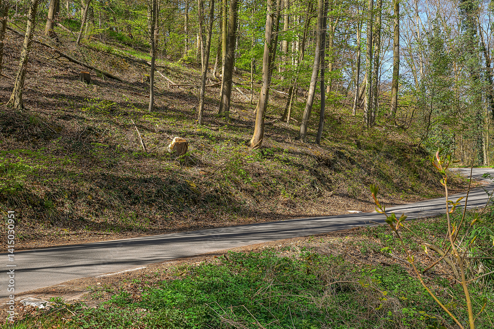 curved forest road spring germany no cars empty outdoors