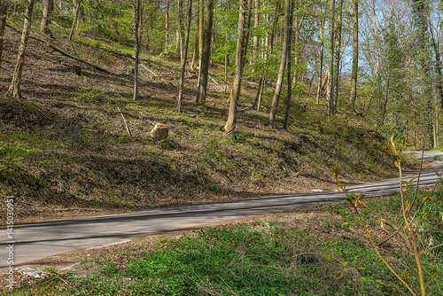 Obraz na płótnie curved forest road spring germany no cars empty outdoors w salonie