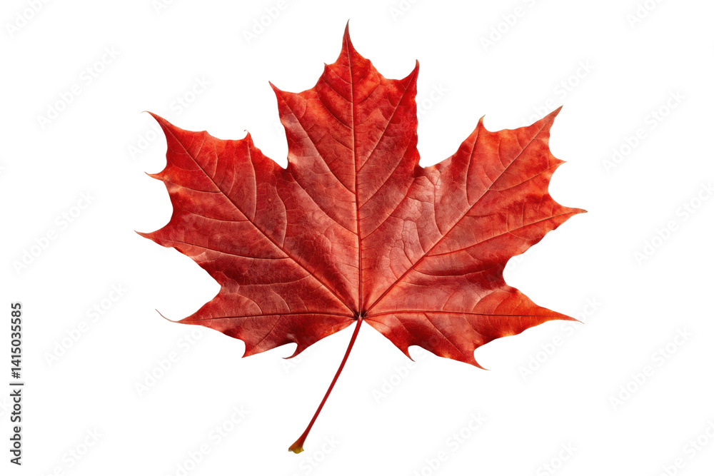 Obraz premium PNG Vibrant red maple leaf with intricate veins displaying autumn elegance