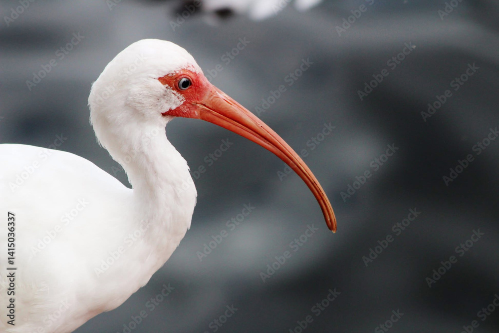 Fototapeta premium White ibis bird