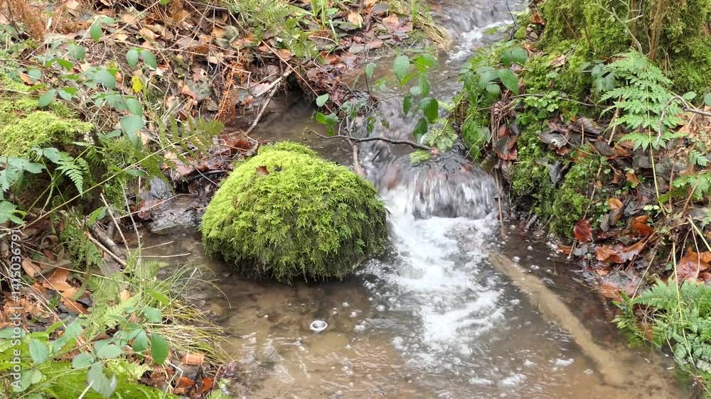 Bach im Wald