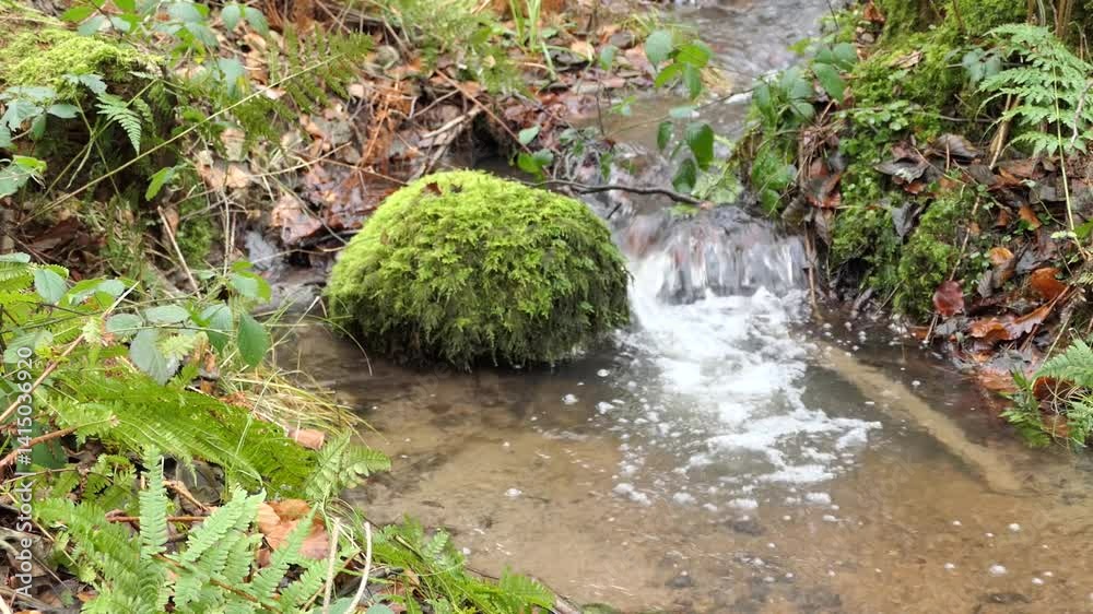 Bach im Wald