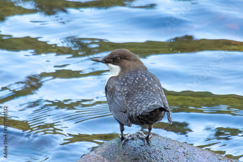 White Throated Dipper (Cinclus cinclus)