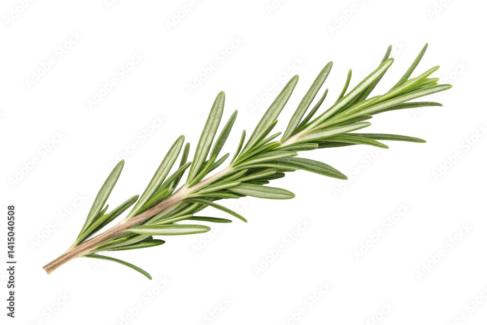 PNG Fresh rosemary herb PNG Fresh rosemary herb