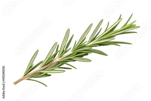 PNG Fresh rosemary herb
