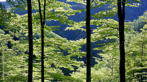 Sunlit Beech Forest, Mountain Valley Background. Nature Wallpaper