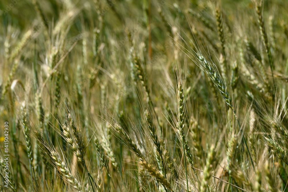Golden wheat sways gently in the warm afternoon breeze under the vast blue sky of a rural countryside Golden wheat sways gently in the warm afternoon breeze under the vast blue sky of a rural countryside
