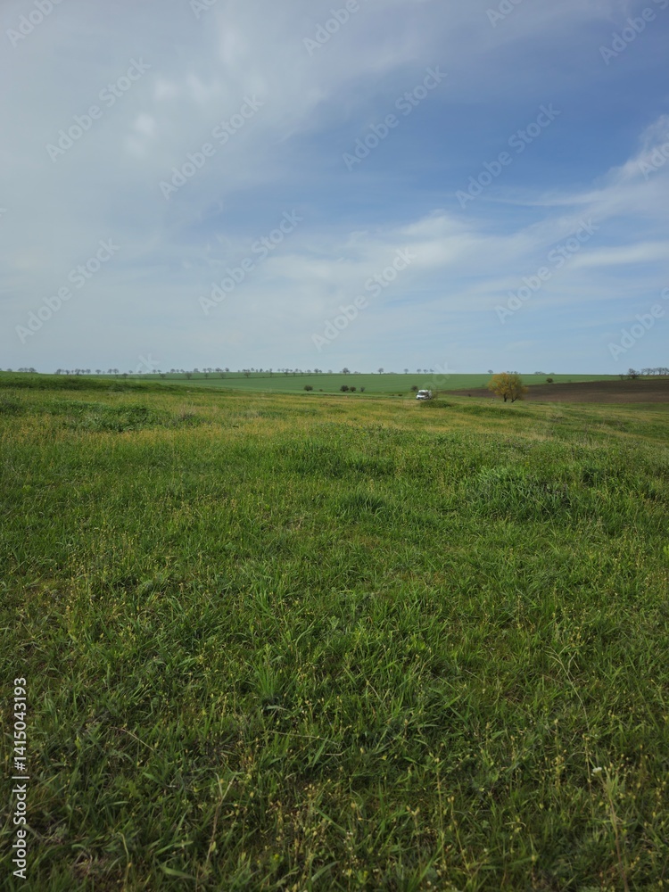 A green grass field