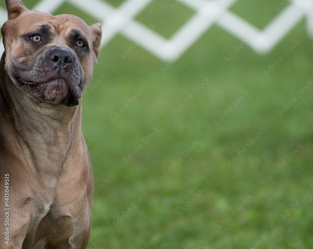Fototapeta premium Cane Corso close up during conformation event
