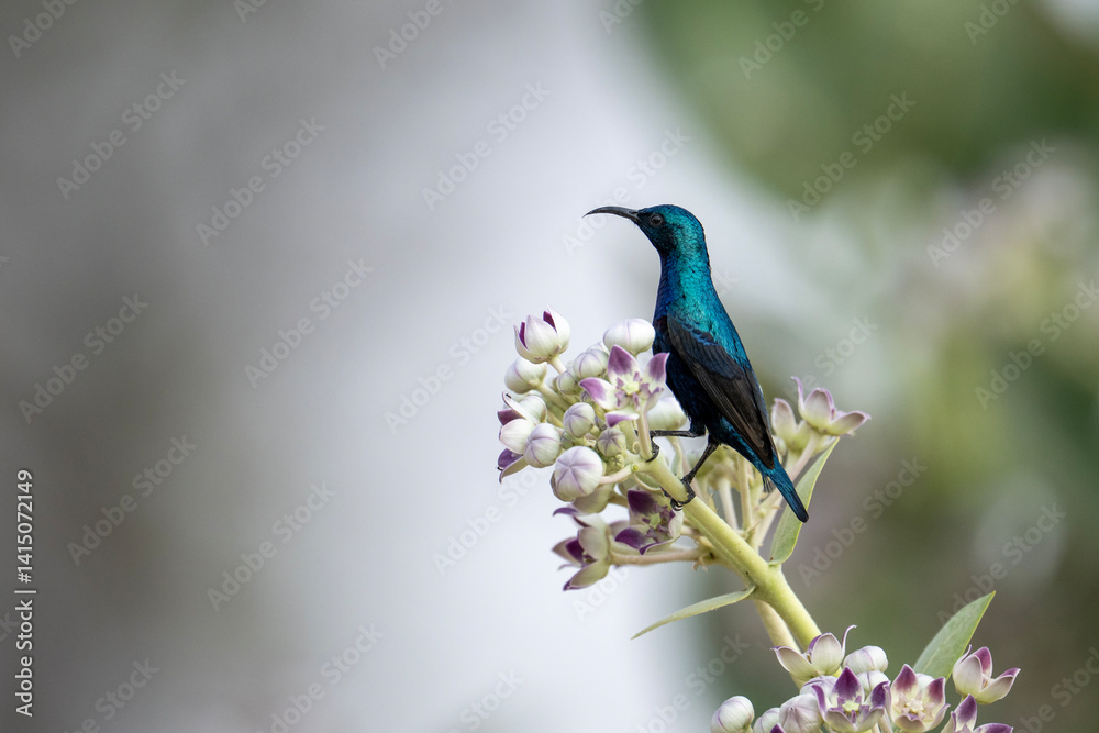 Purple Sunbird