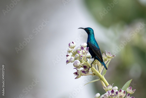 Obraz na płótnie Purple Sunbird w salonie