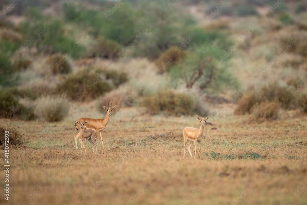 Three Gazelles in a Dry Savanna Landscape