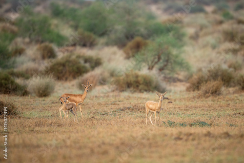 Obraz na płótnie Three Gazelles in a Dry Savanna Landscape w salonie