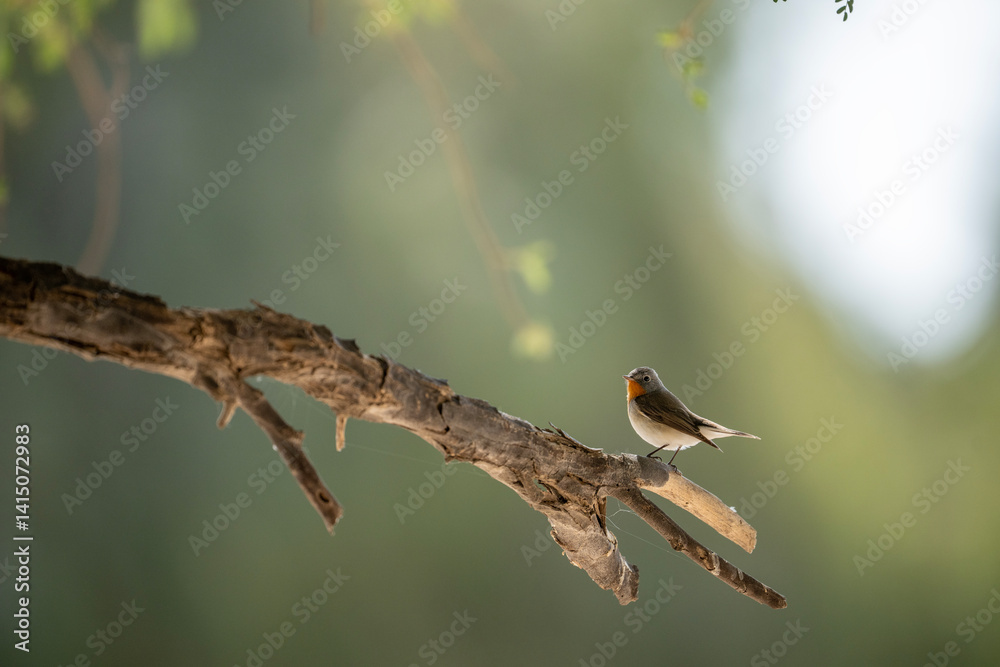 A charming little bird perched serenely on a branch.